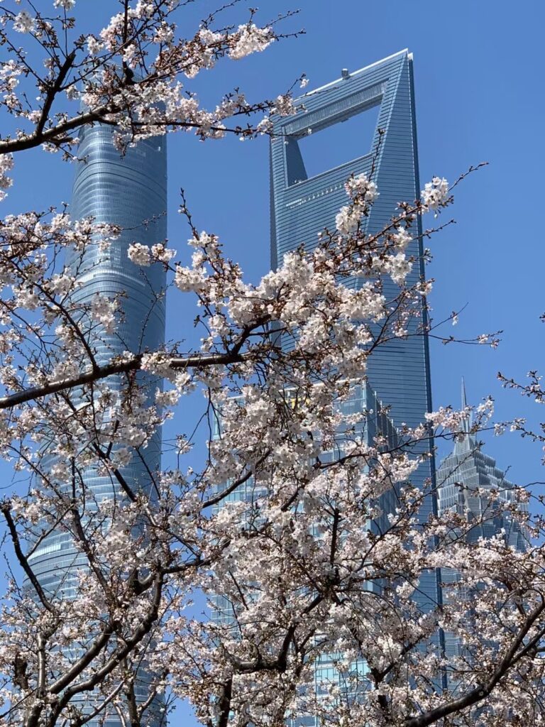 上海の桜 World Of Trip 中国 情報